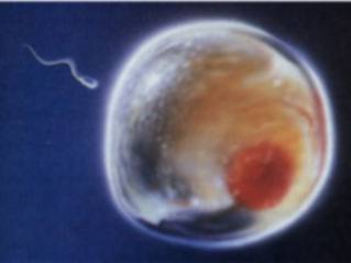 Estudio descartó óvulos de animales como fuente para crear células madre