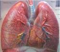 Porción de enzima es fuerte antimicrobiano contra infección pulmonar